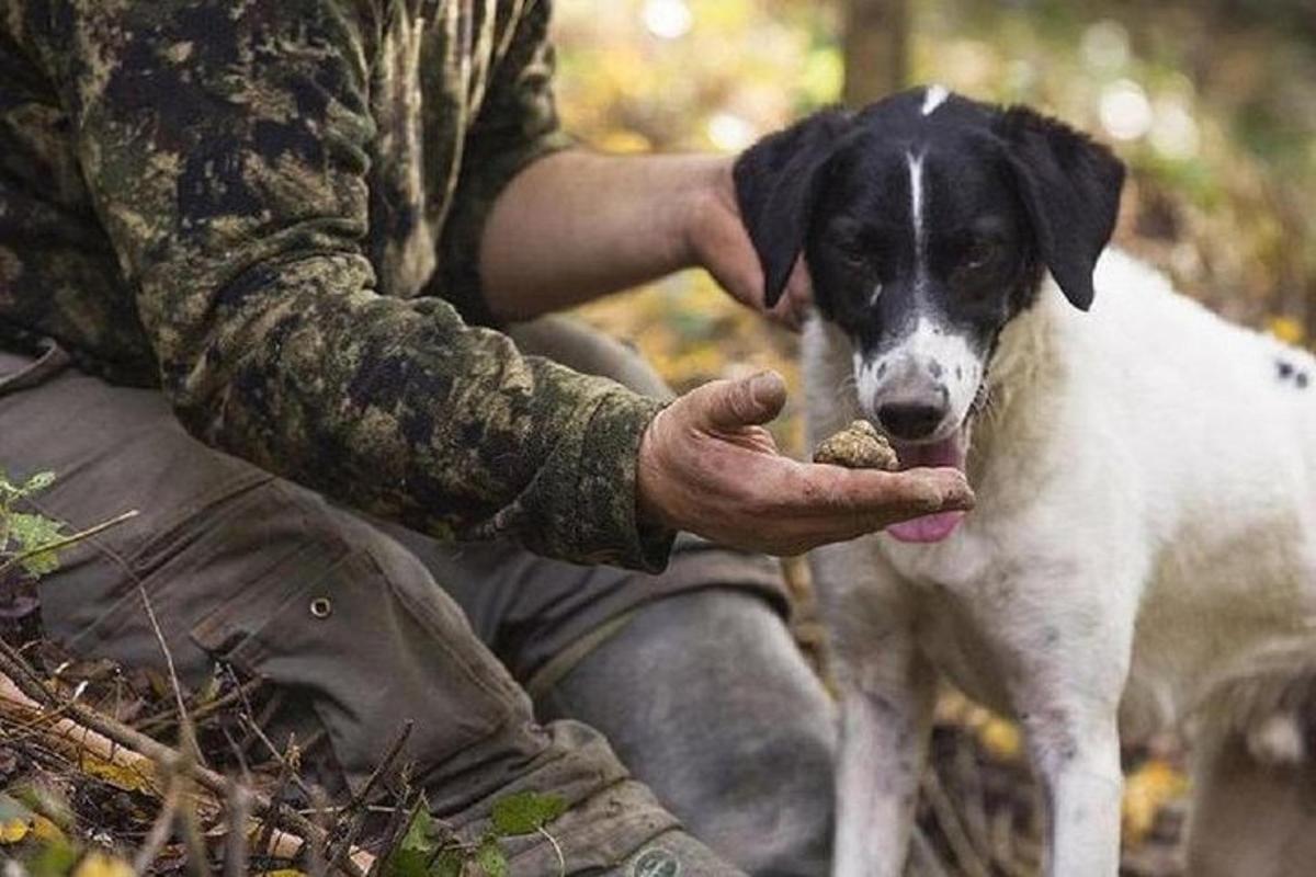 maður sem gefur hundi matarkúlu