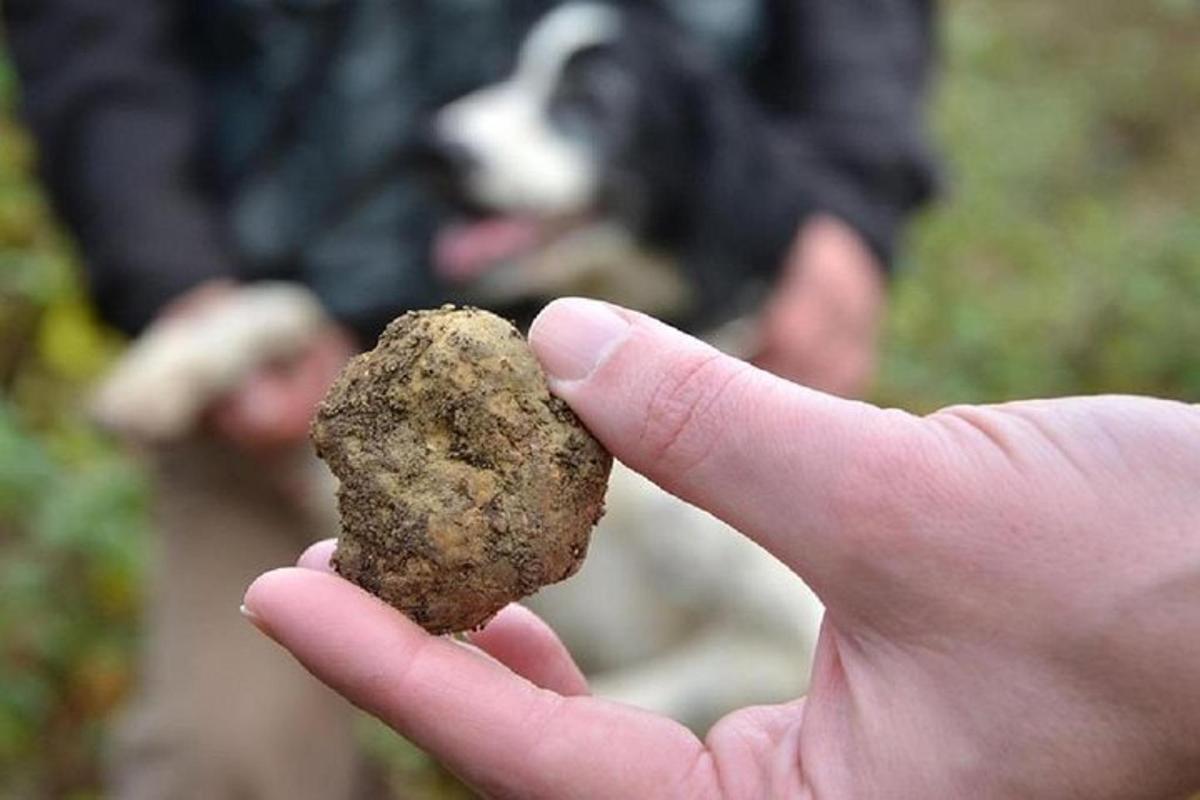 Hönd sem heldur á steini með hundi í bakgrunni