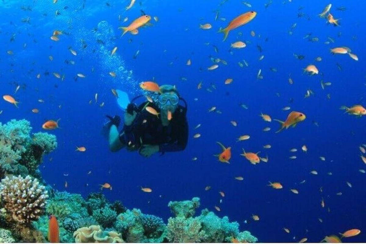 uma pessoa nadando no oceano com muitos peixes