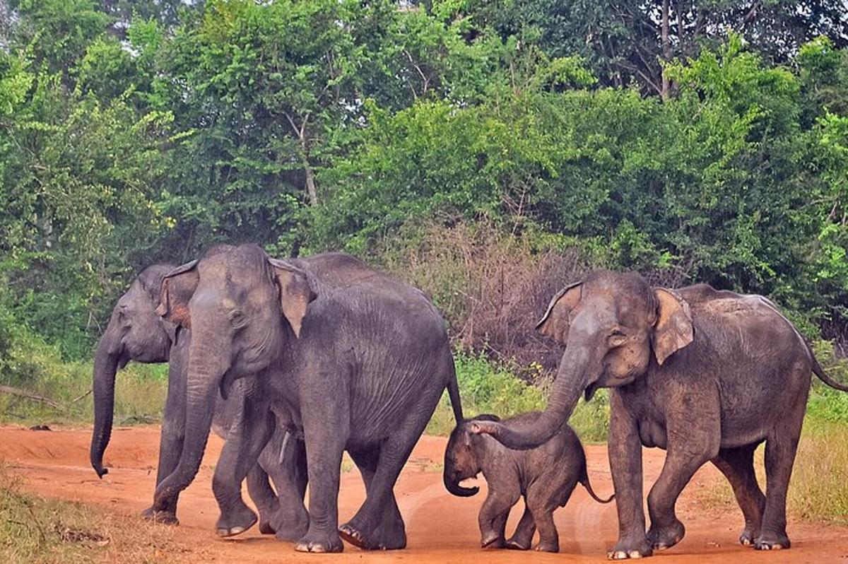 three adult elephants and a baby elephant walking on a dirt road