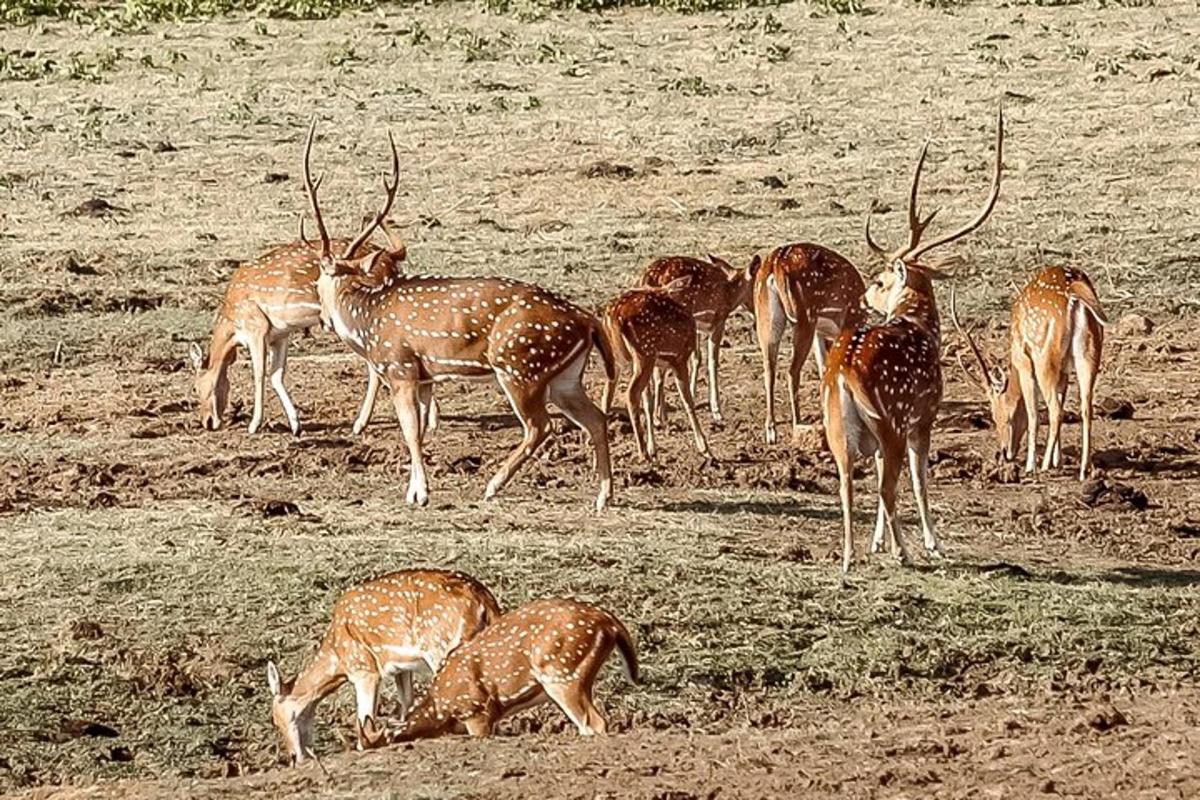 a herd of gazelle grazing in a field