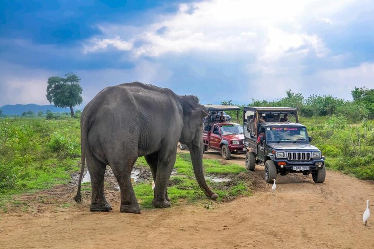 an elephant standing on a dirt road next to vehicles