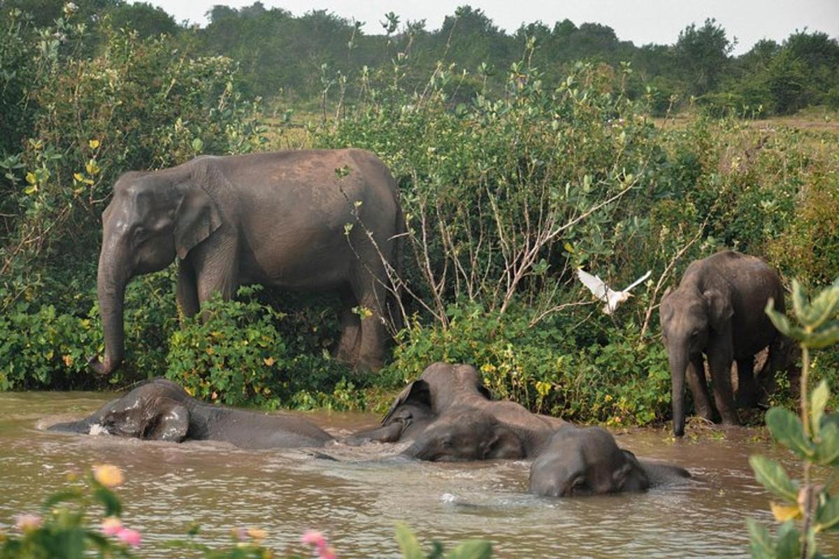 a group of elephants standing in the water