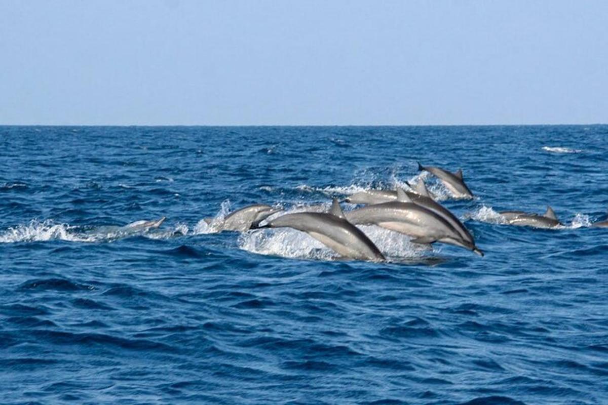 um grupo de golfinhos nadando no oceano