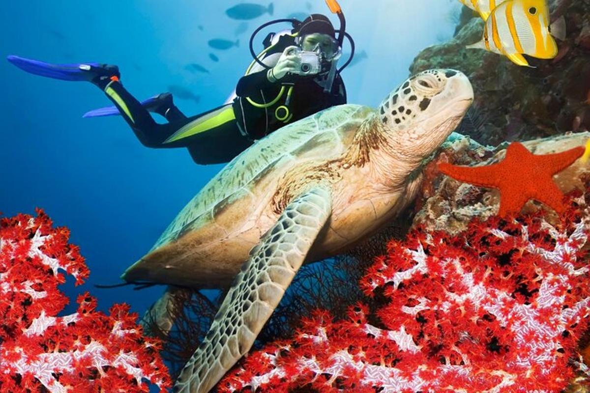 una tartaruga che nuota nell'oceano con un sub