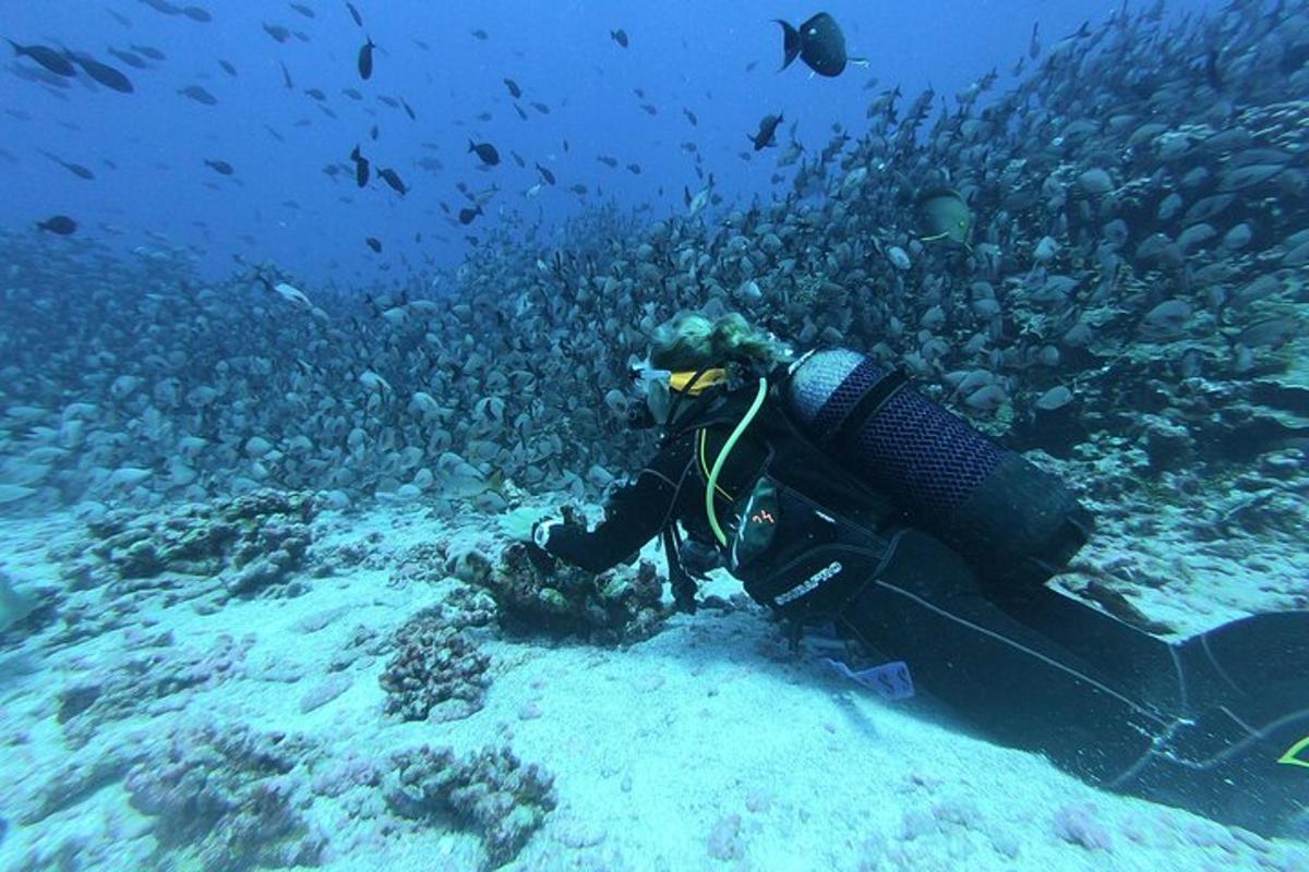 osoba v oceánu vedle korálového útesu