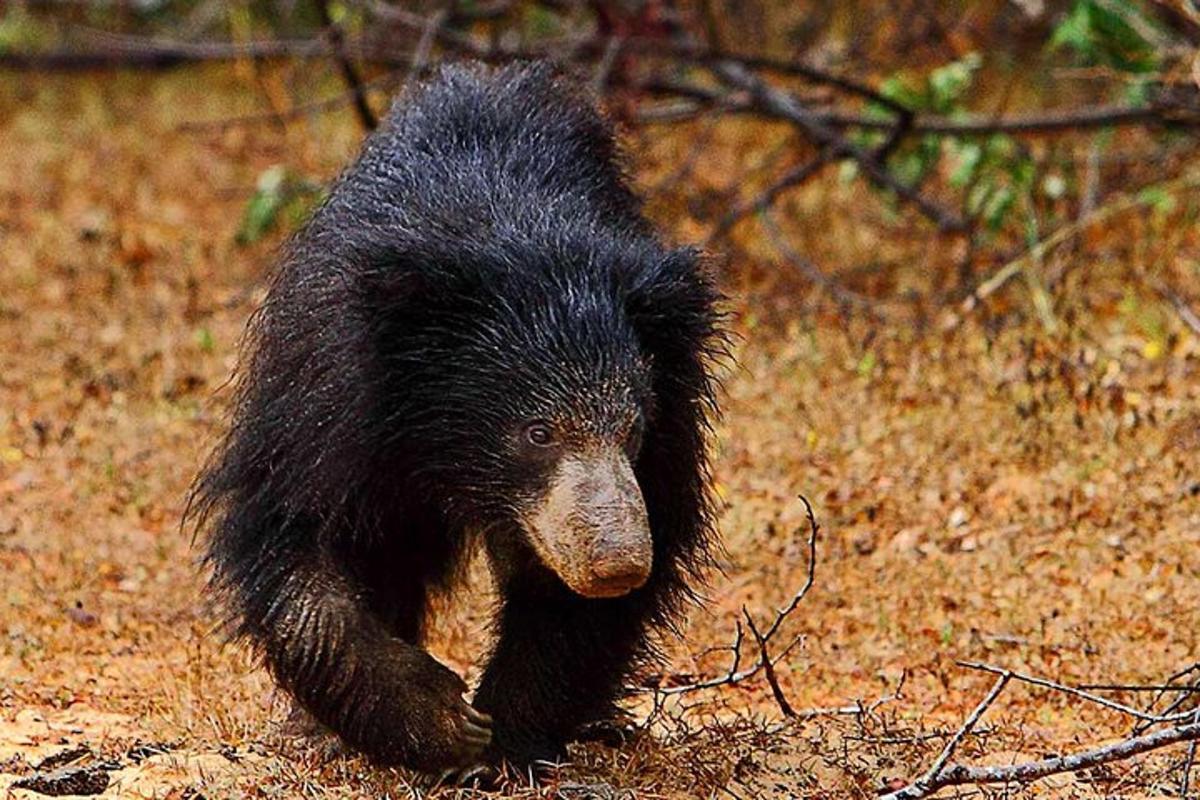 un oso negro caminando por un campo
