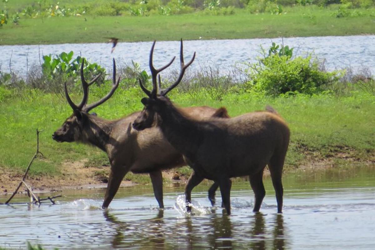 Tres alces parados en el agua de un río