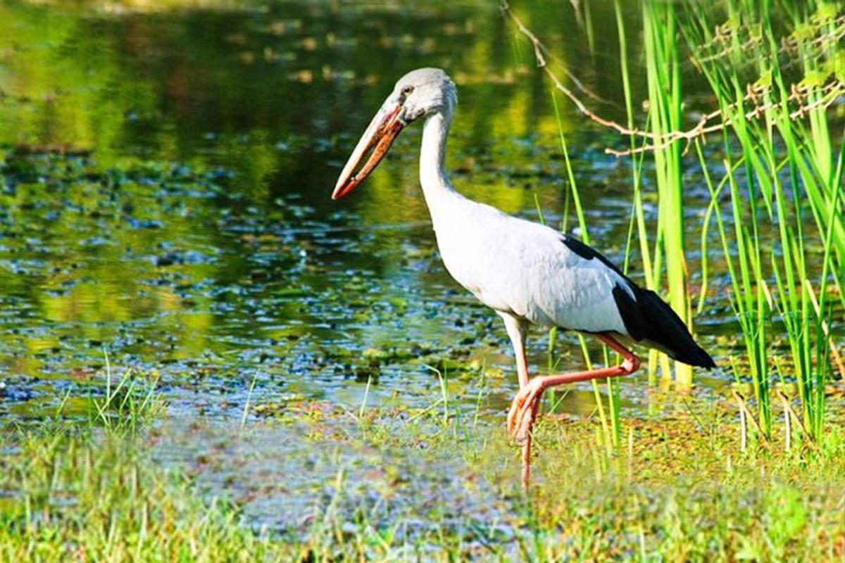 un uccello in piedi nell'erba vicino a uno specchio d'acqua