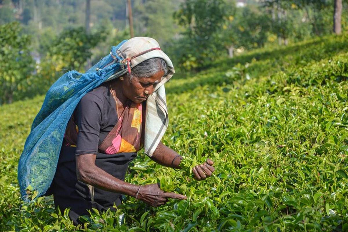 an older woman working in a field of crops