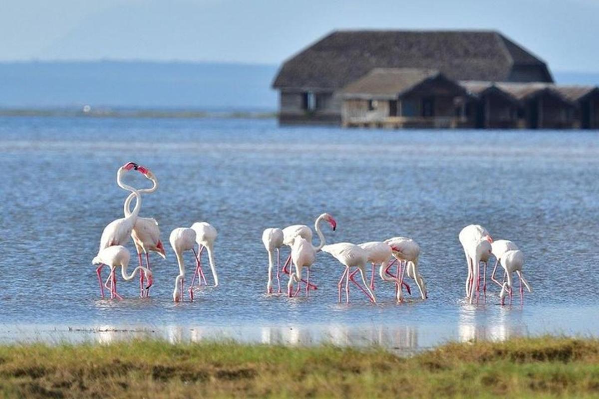 egy flamingócsapat áll a vízben