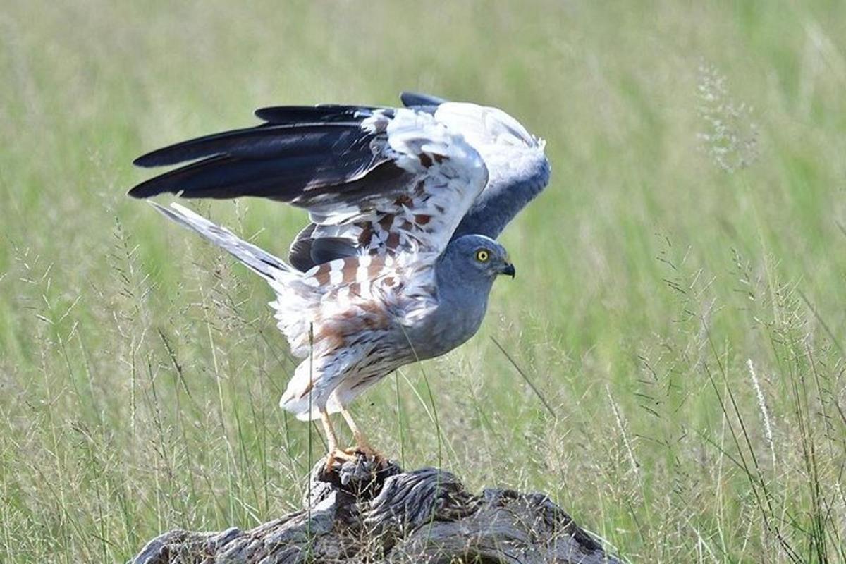 seekor burung berdiri di atas batu di ladang