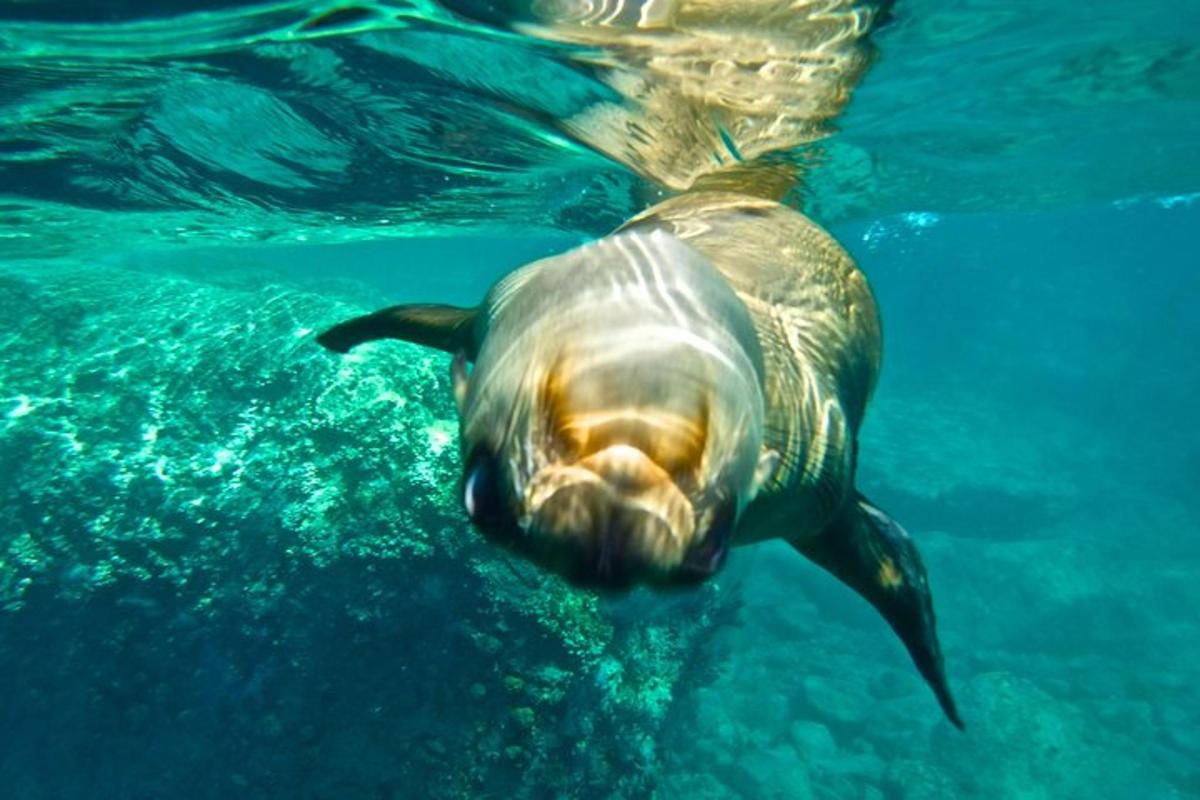 uma tartaruga marinha nadando na água