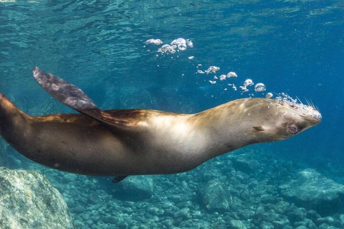 um animal marinho nadando na água