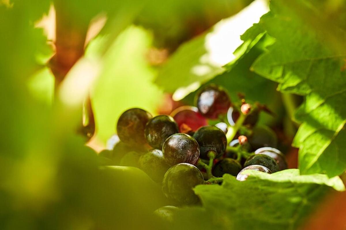 un racimo de uvas verdes en una planta