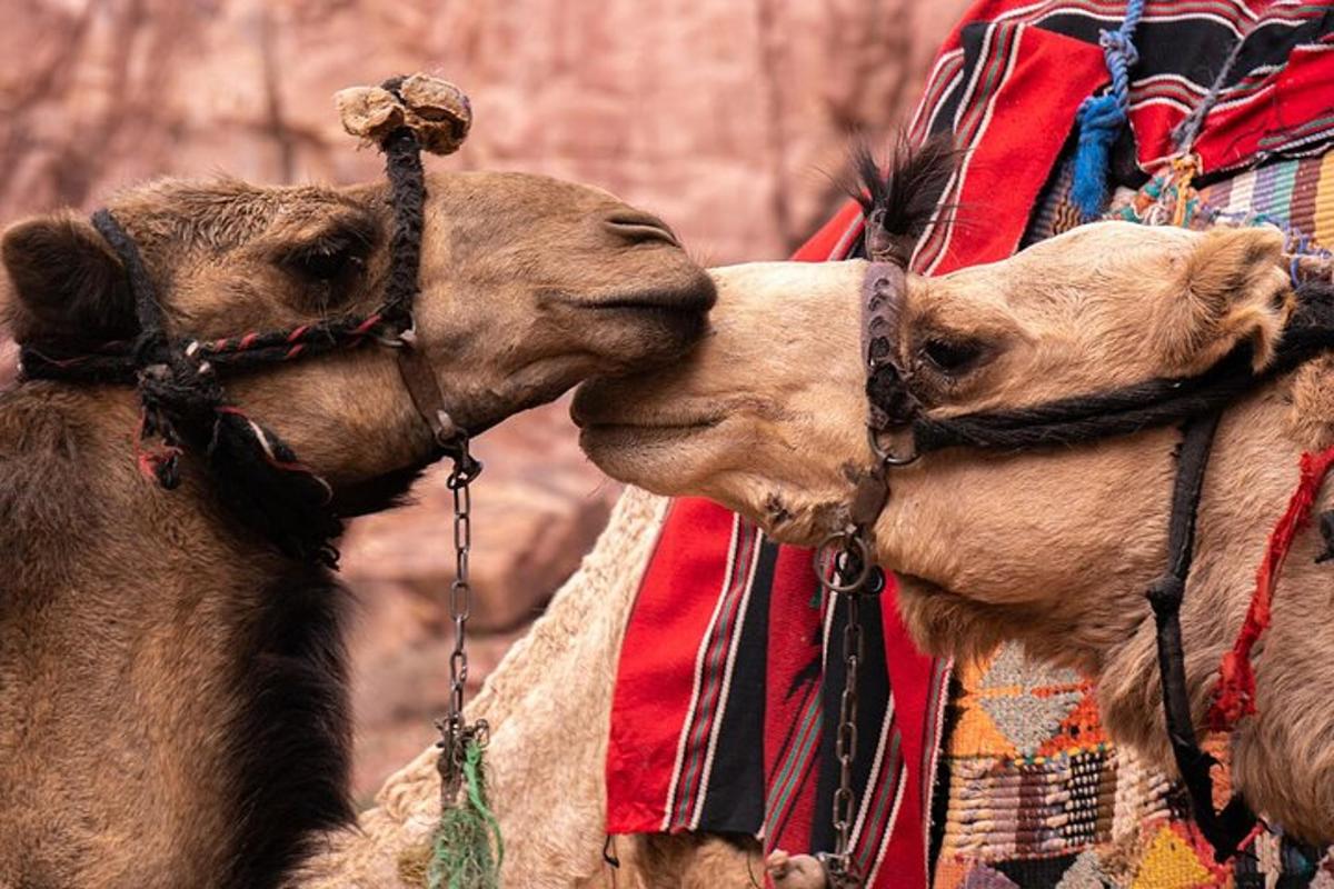 two camels are kissing each other