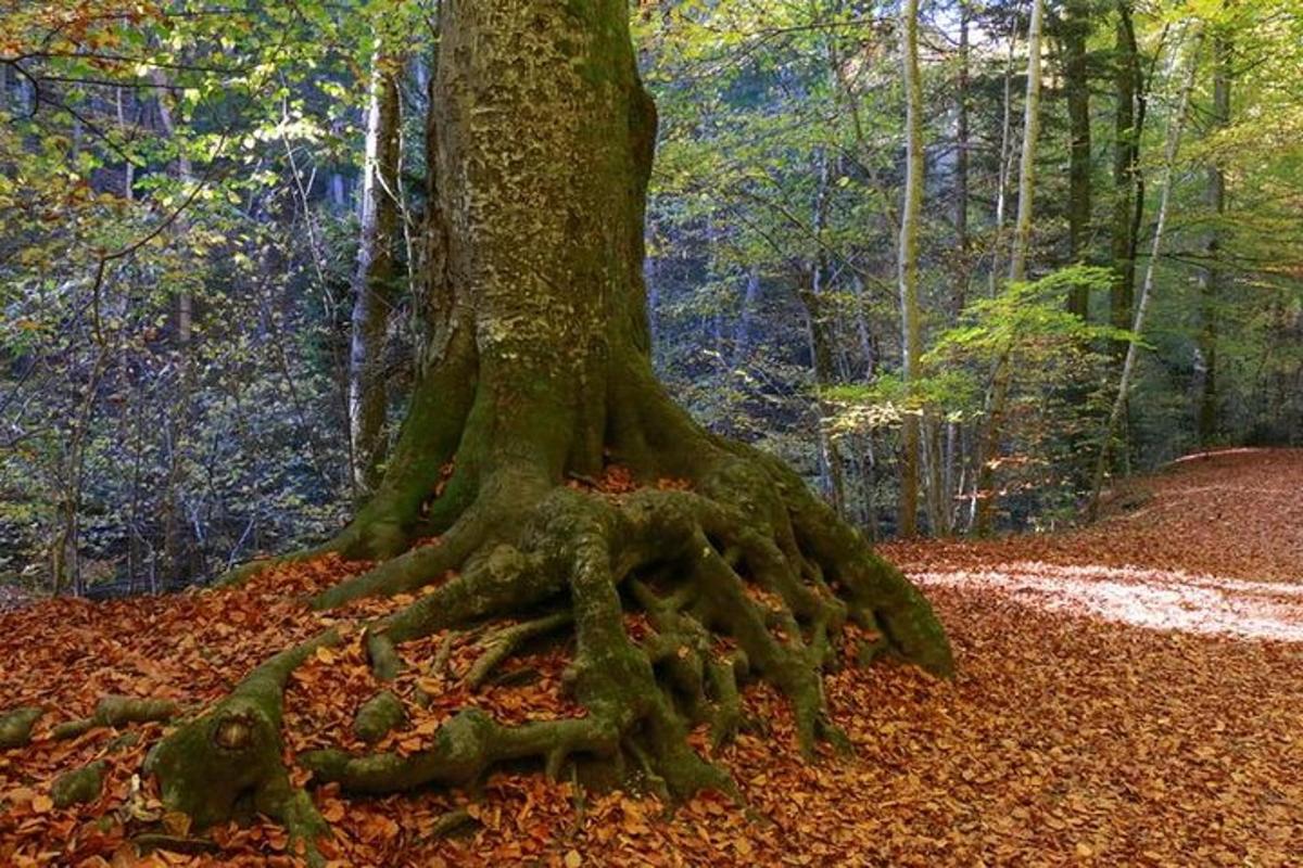 uma grande árvore com raízes na floresta