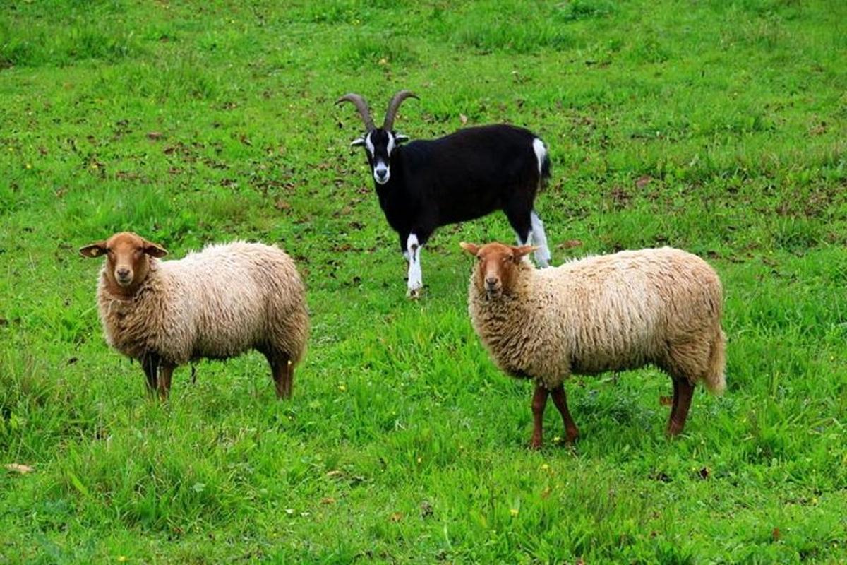 una cabra i tres ovelles dempeus en un camp
