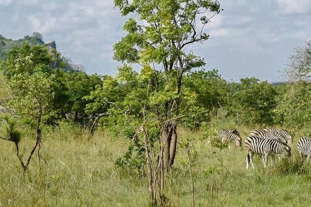 un grup de zebre care pasc pe un câmp