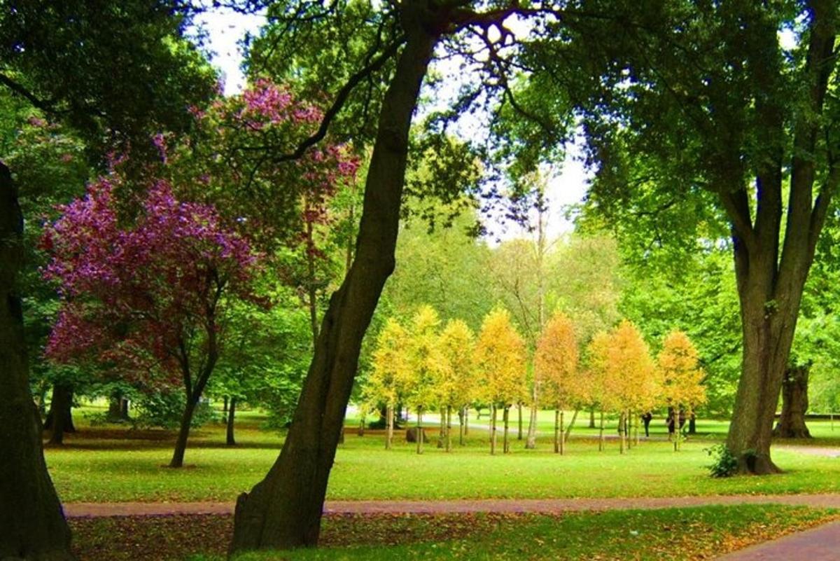 un parco con molti alberi con foglie sull'erba