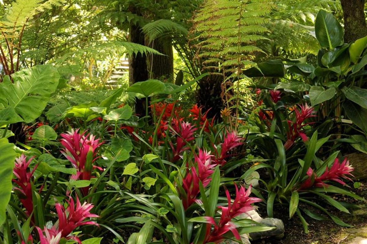 un jardí amb flors vermelles i plantes verdes