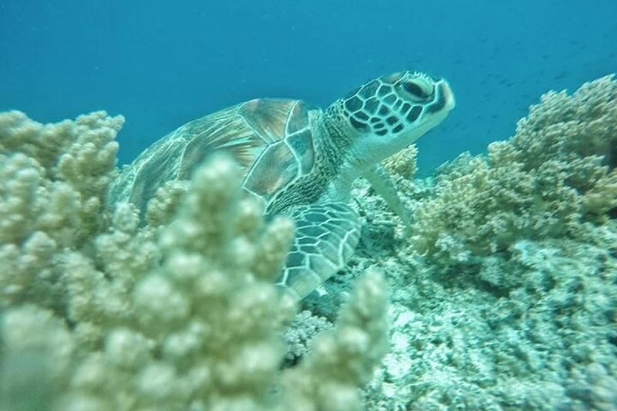 a green sea turtle swimming over the reef