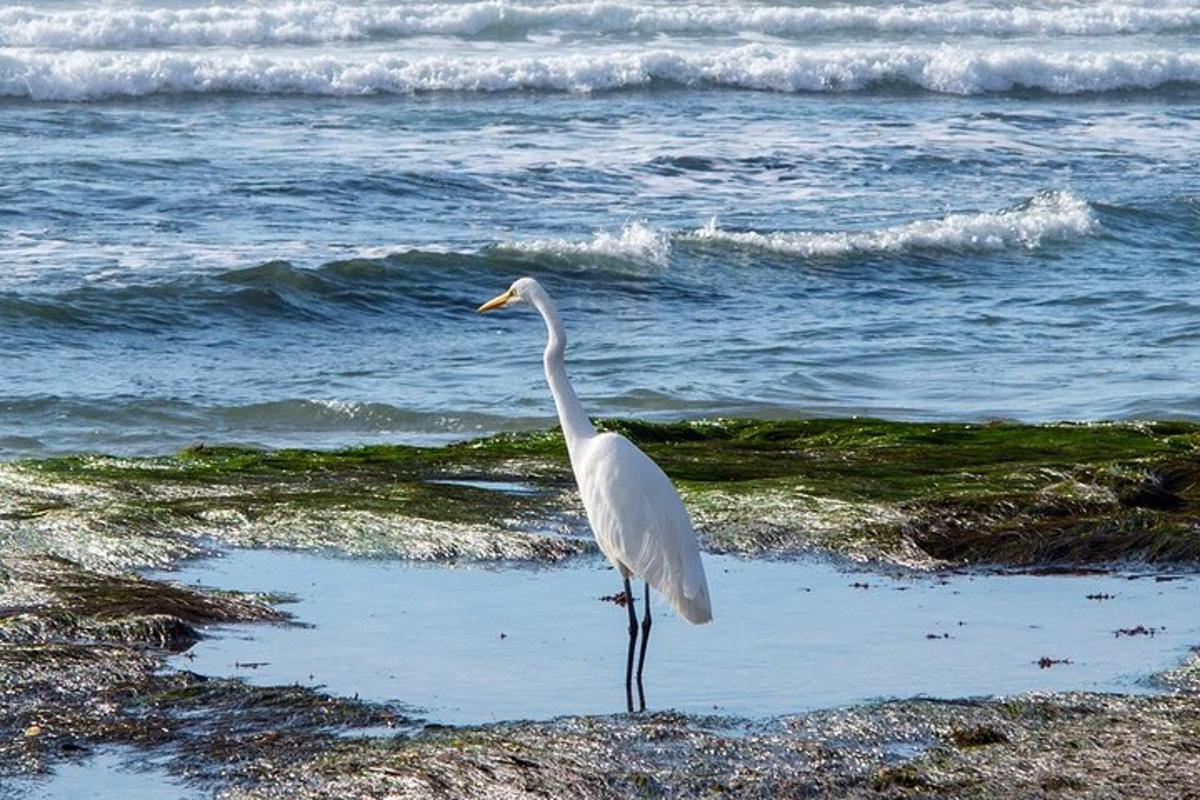 un oiseau blanc debout sur la plage près de l'eau
