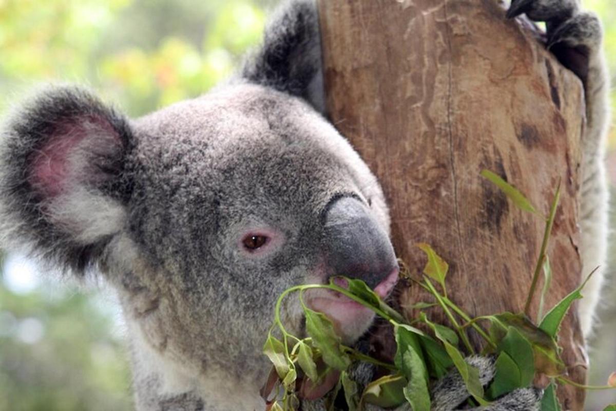 Koala jí listí ze stromu