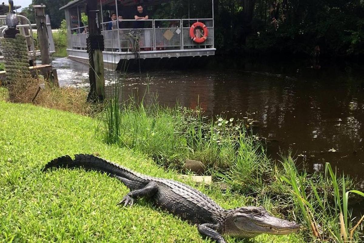 a alligator in the grass next to a boat