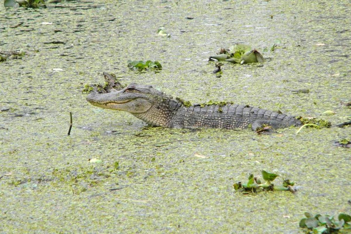 an alligator is sitting in the water