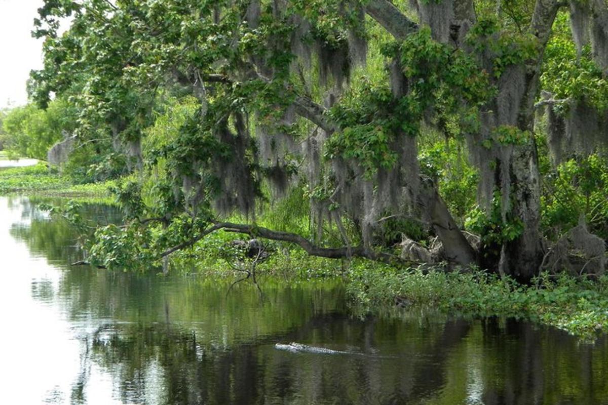 a river with a tree in the middle of it