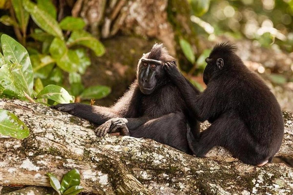 two chimpanzees sitting on top of a tree