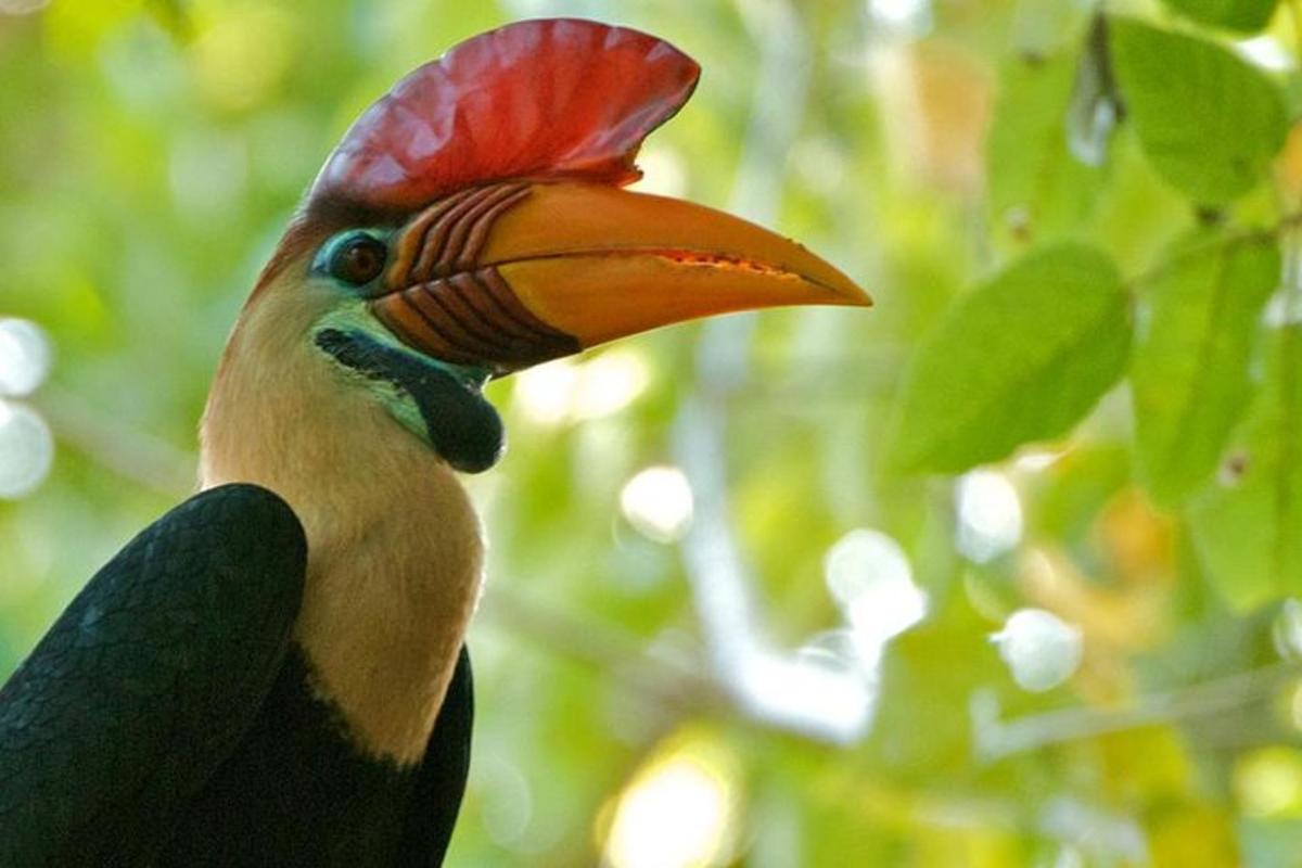 a colorful bird with a red head and aemed