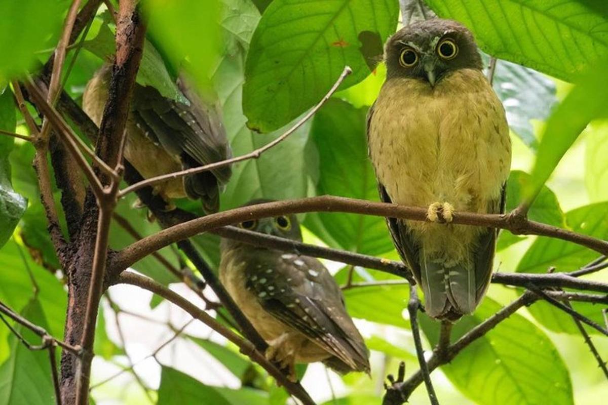 a bird is sitting on a tree branch
