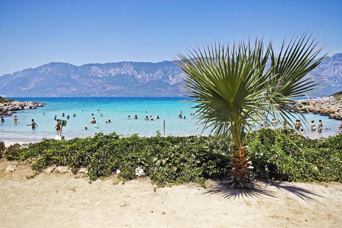 a palm tree on a beach with people in the water