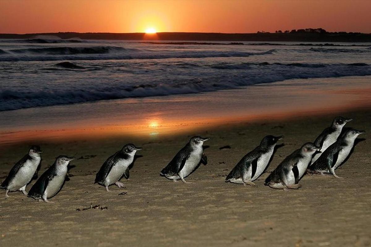 un grup de pingüins drets a la platja a la posta de sol