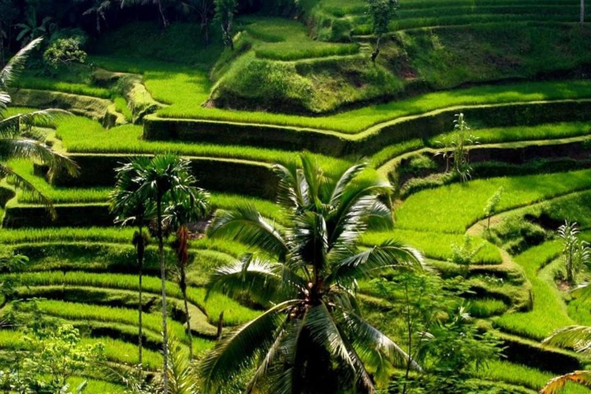 lereng bukit yang menghijau dengan pokok palma dan sawah padi