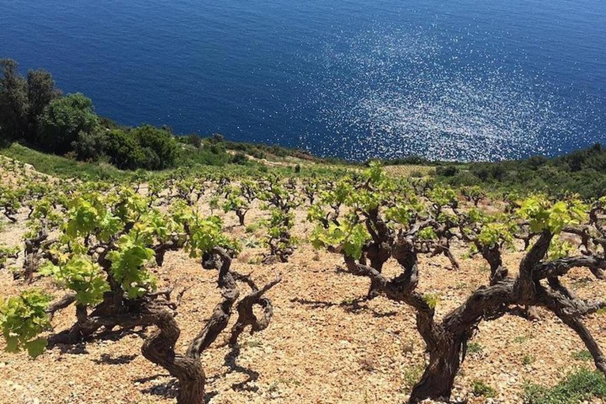ένα σωρό αμπελώνες με φόντο τον ωκεανό