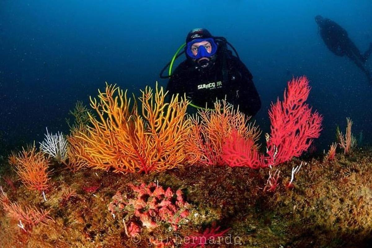 osoba stojaca v oceáne vedľa koralov