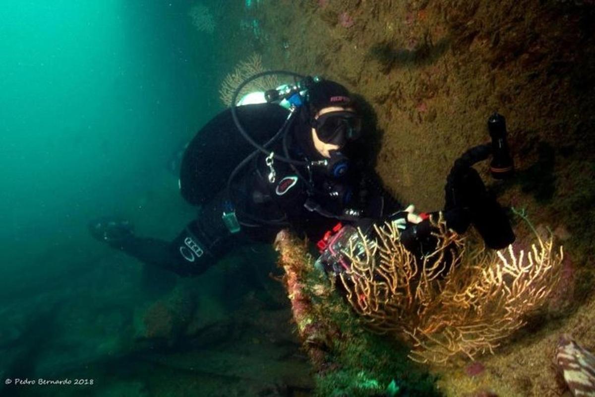 a person in a wetsuit diving in the ocean
