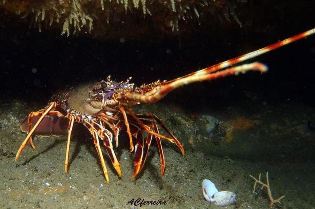 aarantula ležiaca na zemi vo vode