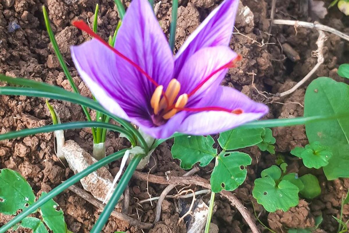 una flor morada a terra amb fulles verdes