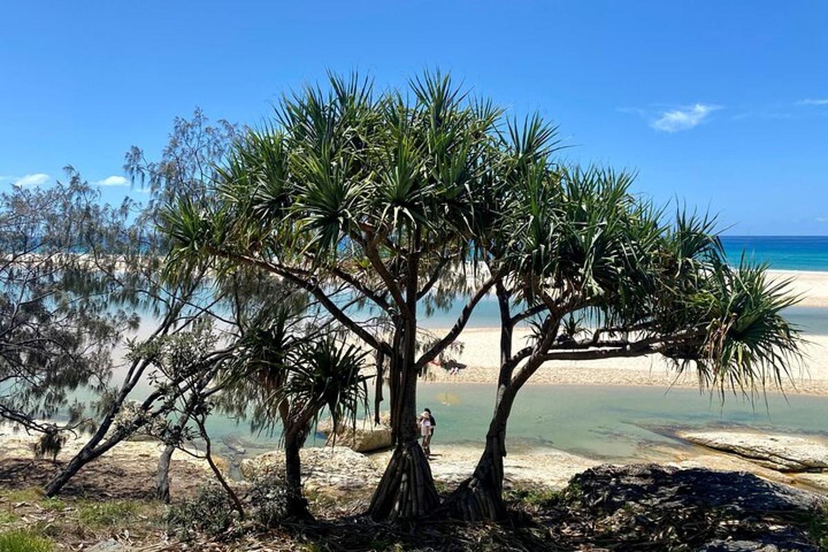 a palm tree on a beach next to the water