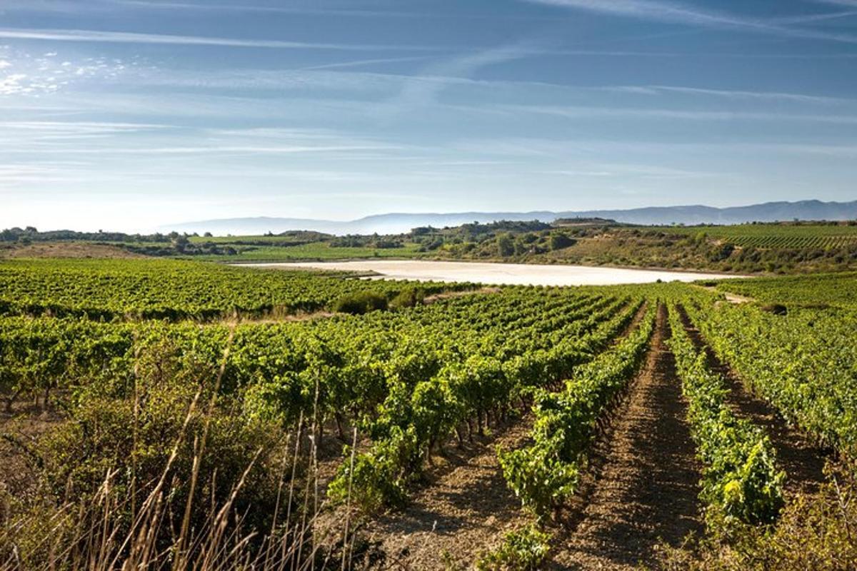 un campo di viti con un fiume sullo sfondo