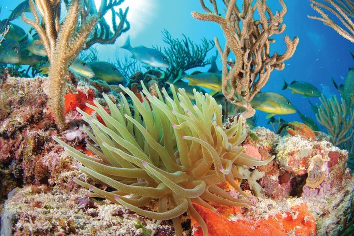 una barriera corallina con pesci nell'acqua