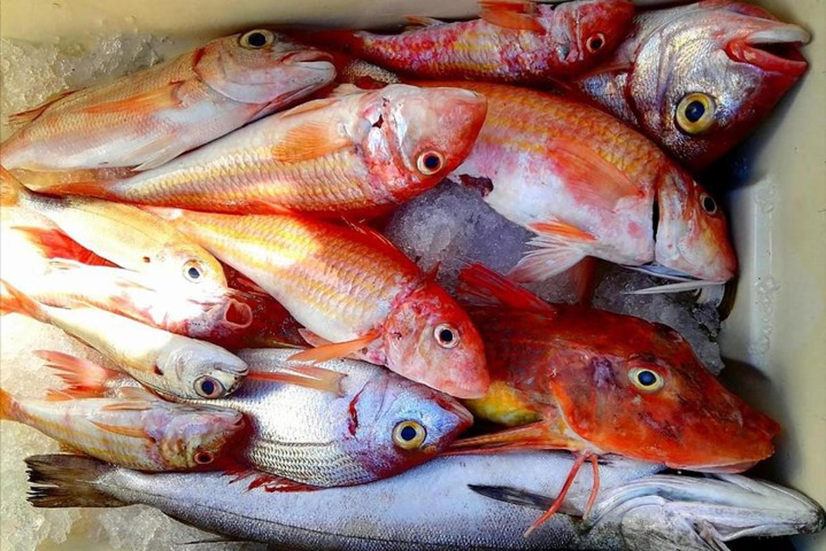 Un montón de peces en un recipiente sobre una mesa