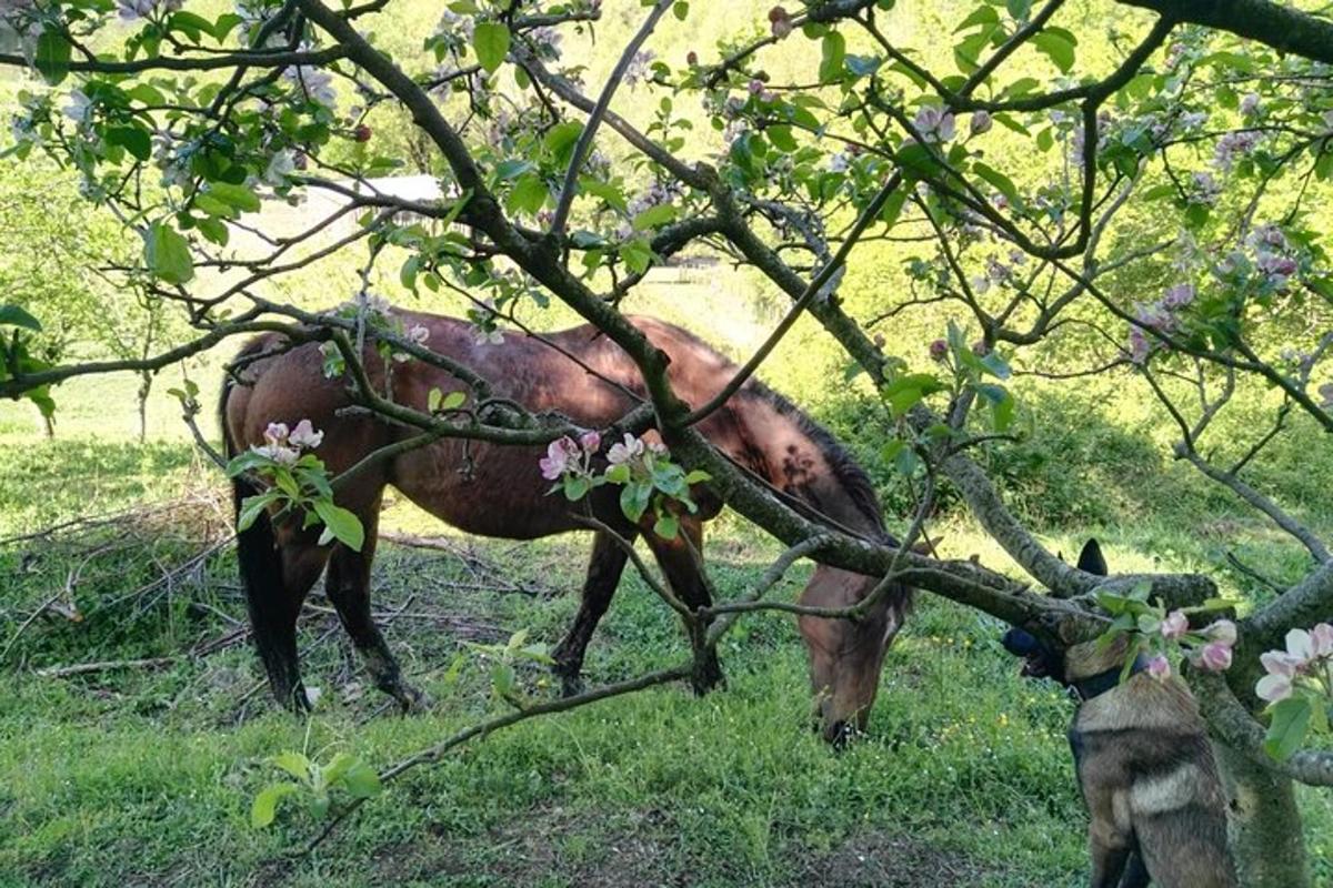 un cavallo in piedi nell'erba sotto un albero