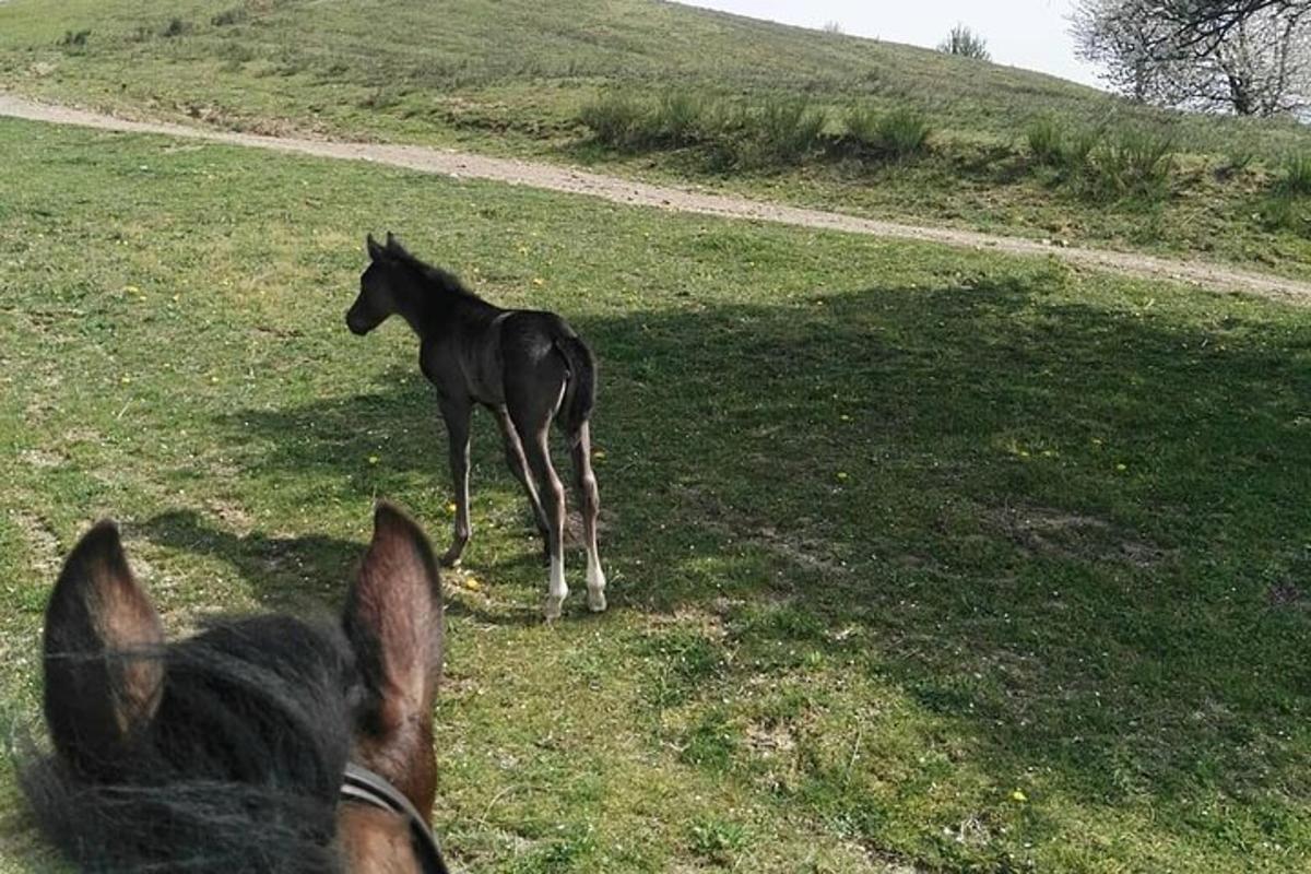 a horse standing in a grassy field