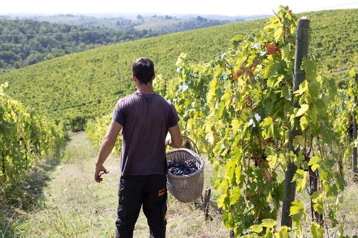 um homem caminhando por um vinhedo com uma cesta de uvas