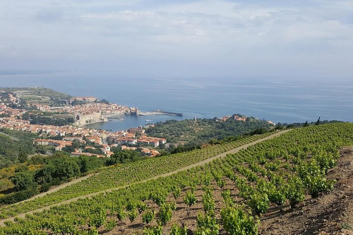a vineyard on a hill next to the ocean